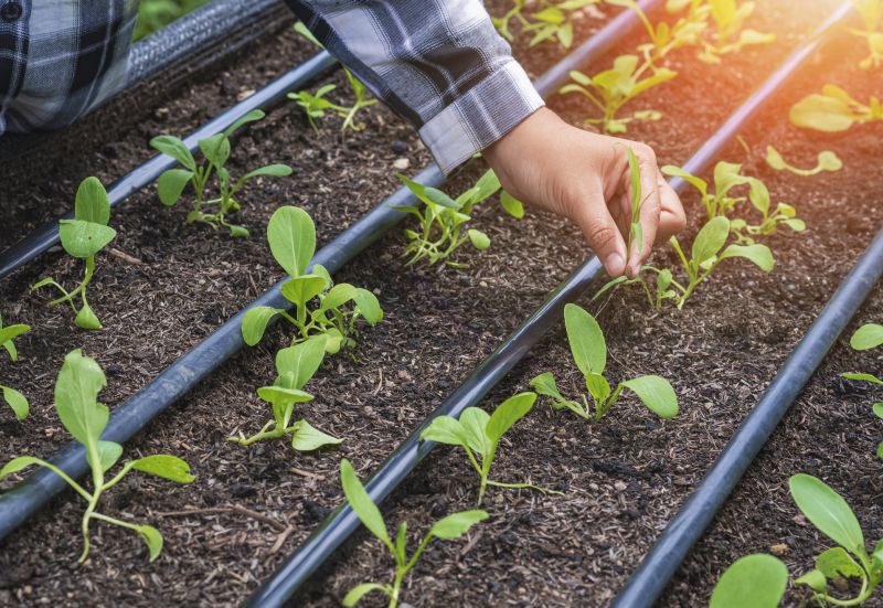 Inground Irrigation Service in Honolulu, HI